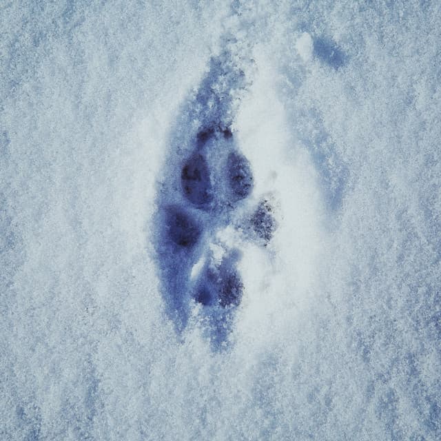 Footprints