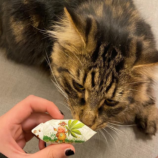 neleisiu glostyt kasharo